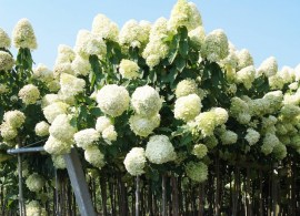 1225-hydrangea paniculata limelight_04